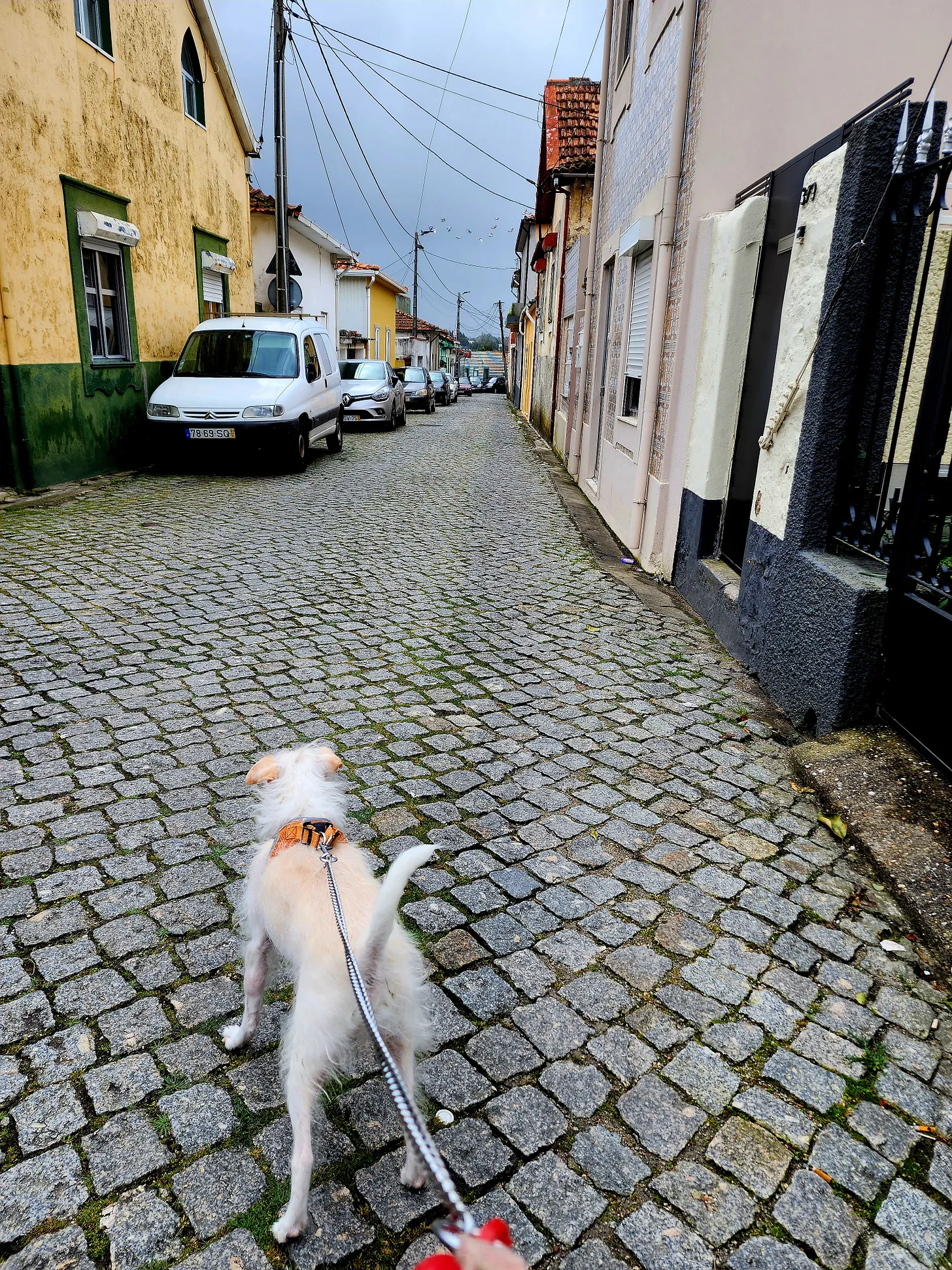 A photo of my white and tan, wire-haired Jack-a-poo being walked on-leash on the street just described