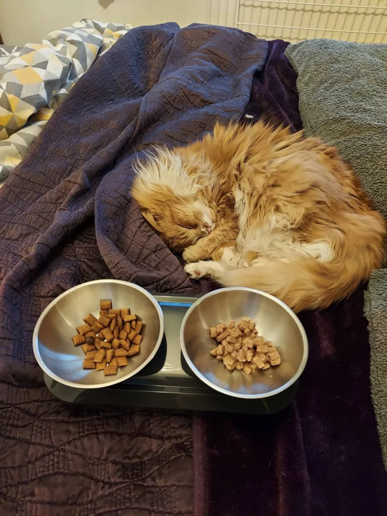 A sleeping ginger cat called Missy with food next to her